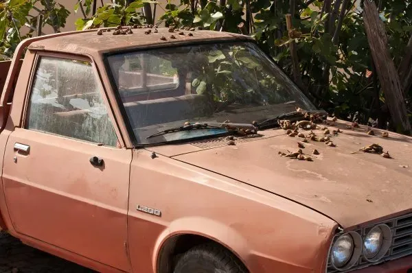 Camioneta en desuso llena de plantas 